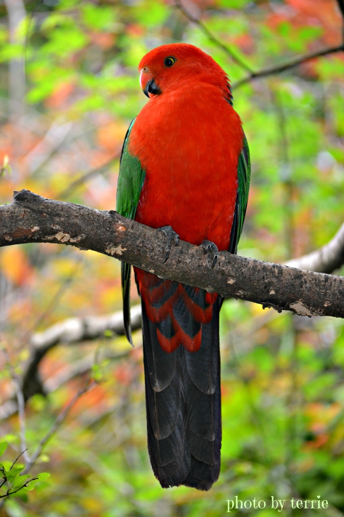 King Parrot by teodw