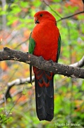 19th Jan 2013 - King Parrot