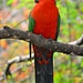 King Parrot by teodw