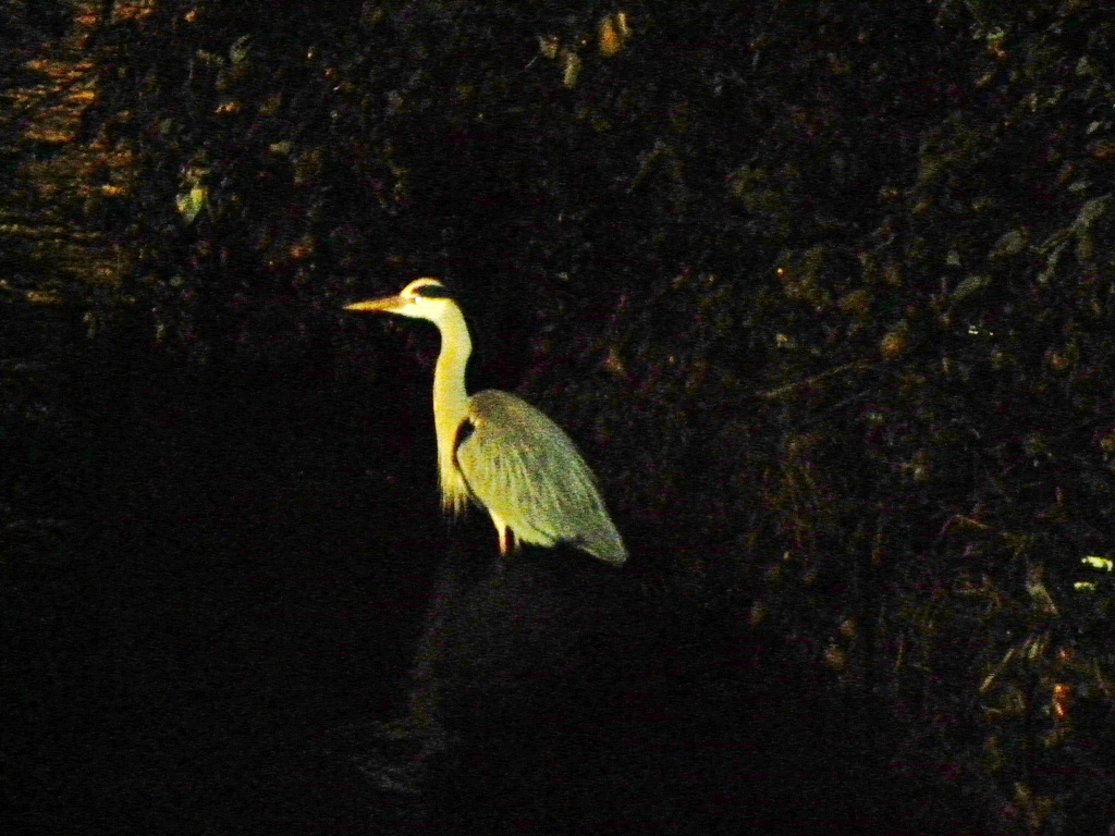 Night Fishing - heron by oldjosh