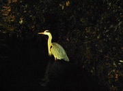 14th Jan 2013 - Night Fishing - heron