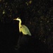 Night Fishing - heron by oldjosh