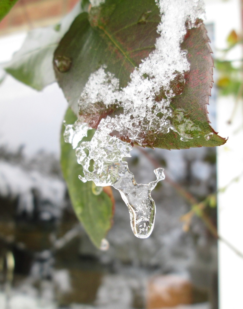 'snow':  rose leaf with icicle by quietpurplehaze