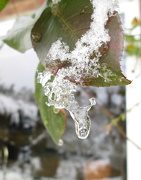 19th Jan 2013 - 'snow':  rose leaf with icicle