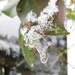 'snow':  rose leaf with icicle by quietpurplehaze
