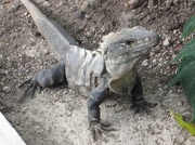19th Jan 2013 - A different type of iguana