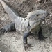 A different type of iguana by bruni