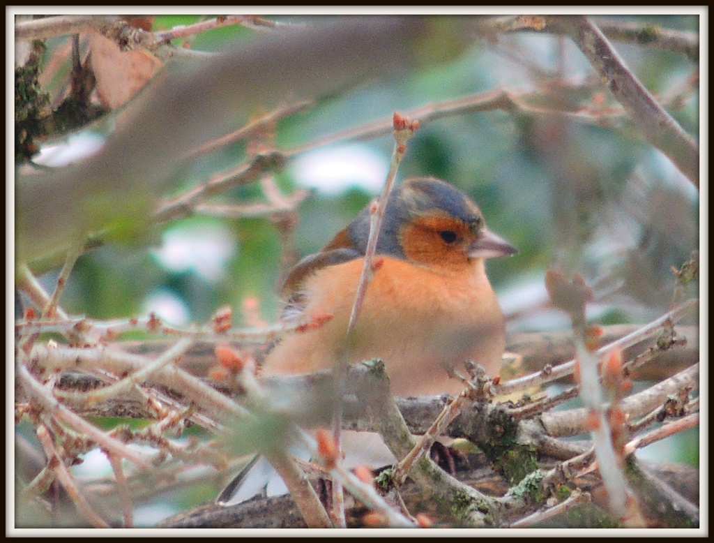 Chaffinch in the tree by rosiekind