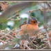Chaffinch in the tree by rosiekind