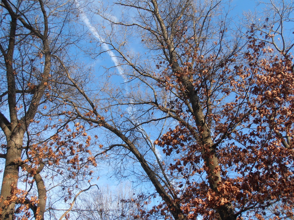 Blue January Sky by julie