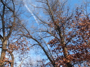 18th Jan 2013 - Blue January Sky