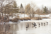 19th Jan 2013 - Skating Geese