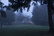 19th Jan 2013 - Foggy Park At  Dawn