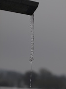 19th Jan 2013 - icicle - 19-1