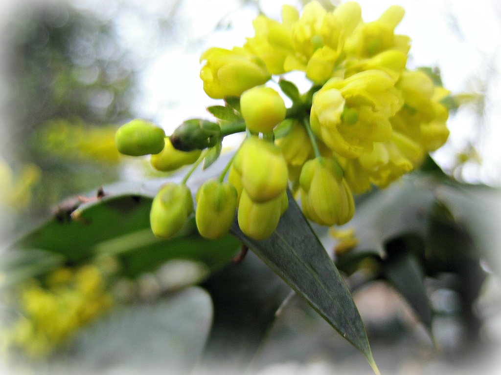 mahonia flowers by quietpurplehaze