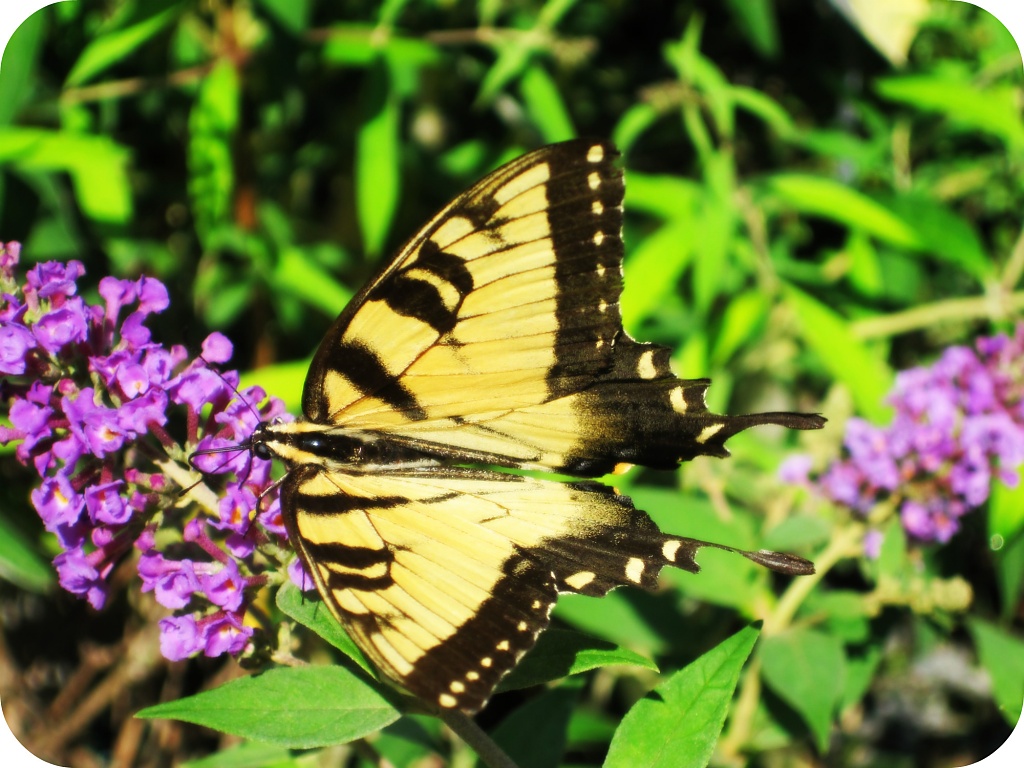 Swallowtail by allie912