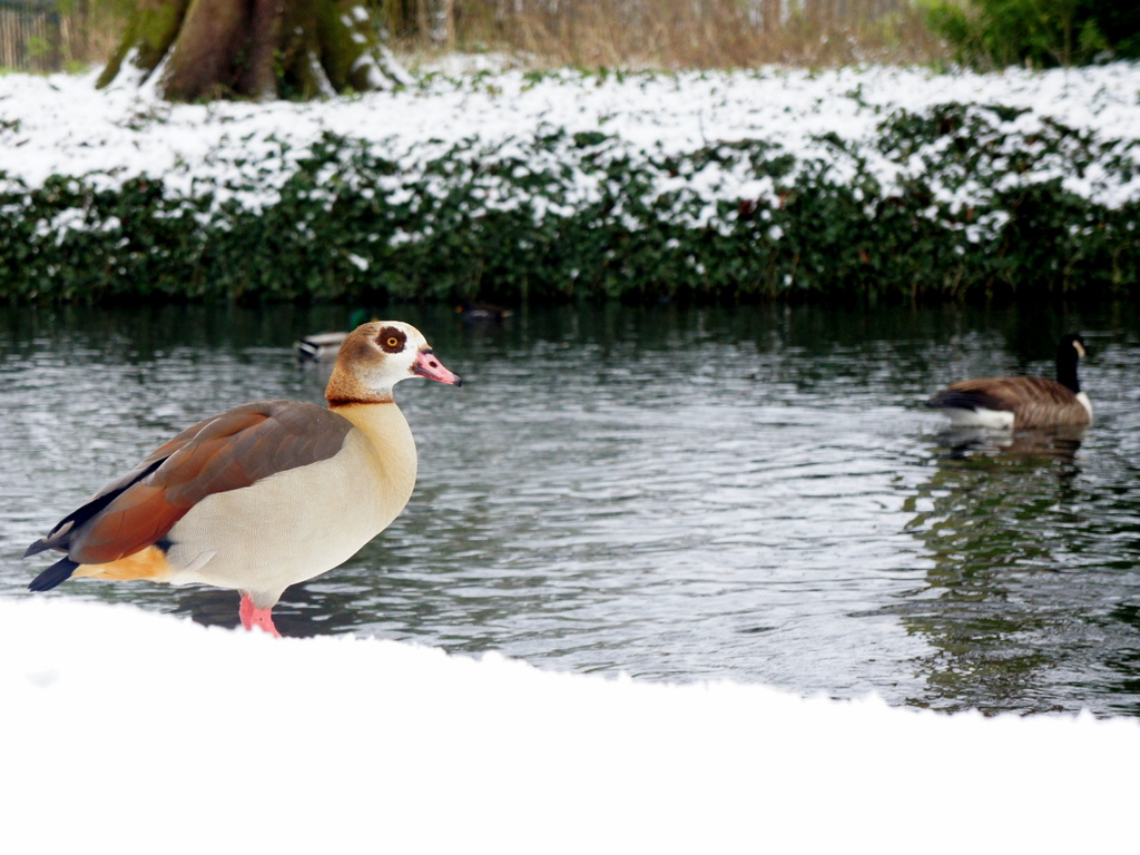 Egyptian goose by boxplayer