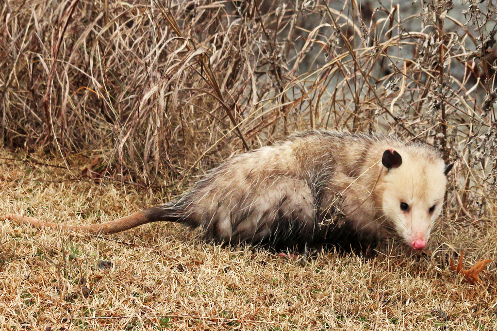 Possum on the move by milaniet