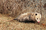 19th Jan 2013 - Possum on the move