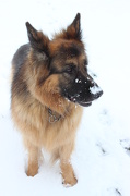 18th Jan 2013 - Shepherd in the snow