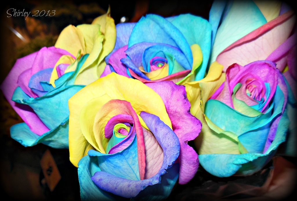 rainbow roses by mjmaven