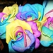 rainbow roses by mjmaven