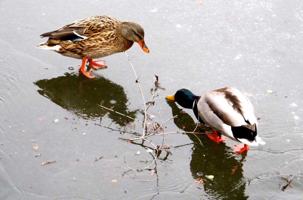 Ducks on Ice by houser934