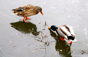 19th Jan 2013 - Ducks on Ice