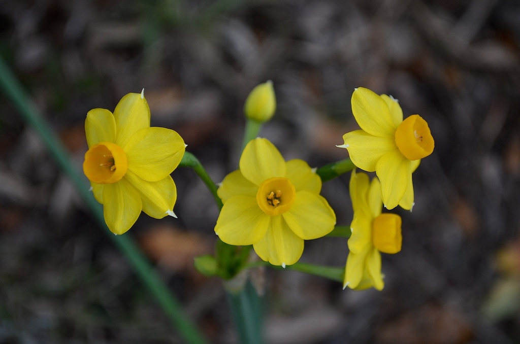 Daffodils in January at Magnolia Gardens, Charleston, SC by congaree