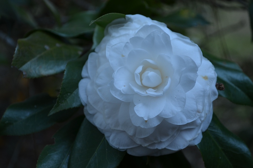 Camellia, Charleston, SC by congaree