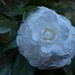 Camellia, Charleston, SC by congaree