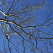 Day 19:  Branches on Blue by lisabell