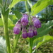 Common comfrey (Symphytum officinale) - Rohtoraunioyrtti by annelis