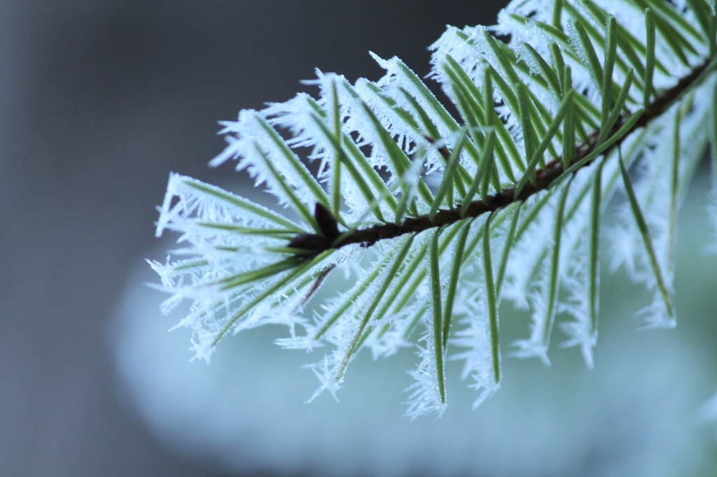 Hoar frost on fir by jankoos