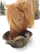 19th Jan 2013 - Snow Pony....