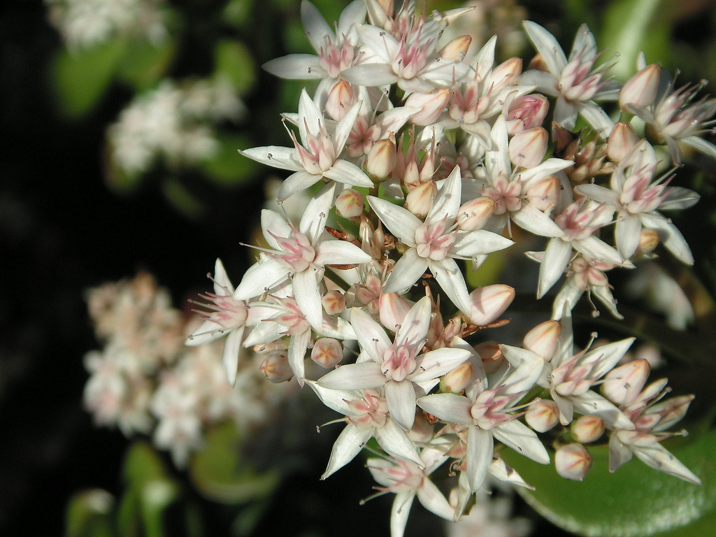 Jade Plant in Bloom by pasadenarose