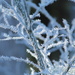 Hoar frost on alder branches by jankoos