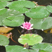 23rd Dec 2012 - Daylesford water lily
