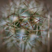 Cactus by fillingtime