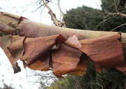 20th Jan 2013 - 'wood': bark peeling off 'betula albosinensis'