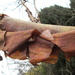 'wood': bark peeling off 'betula albosinensis' by quietpurplehaze