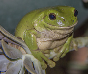 20th Jan 2013 - Frog