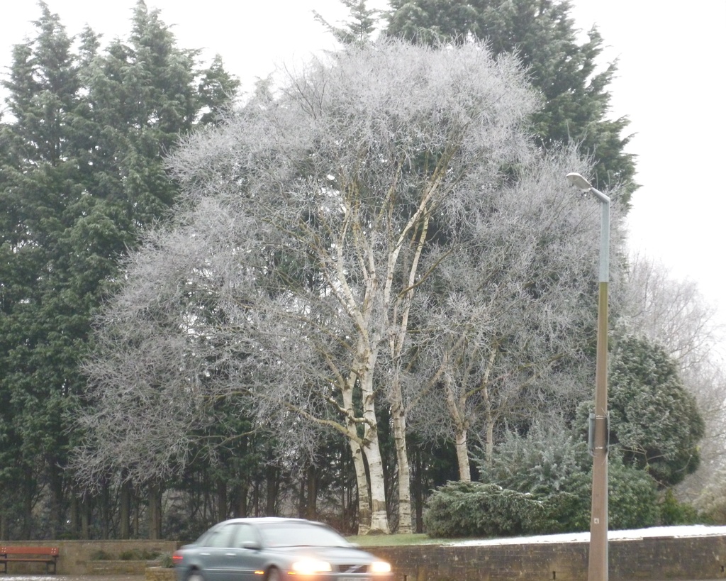 #16 Frosty tree bingley by denidouble