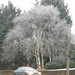 #16 Frosty tree bingley by denidouble