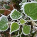 Frost Fringed Leaves by if1