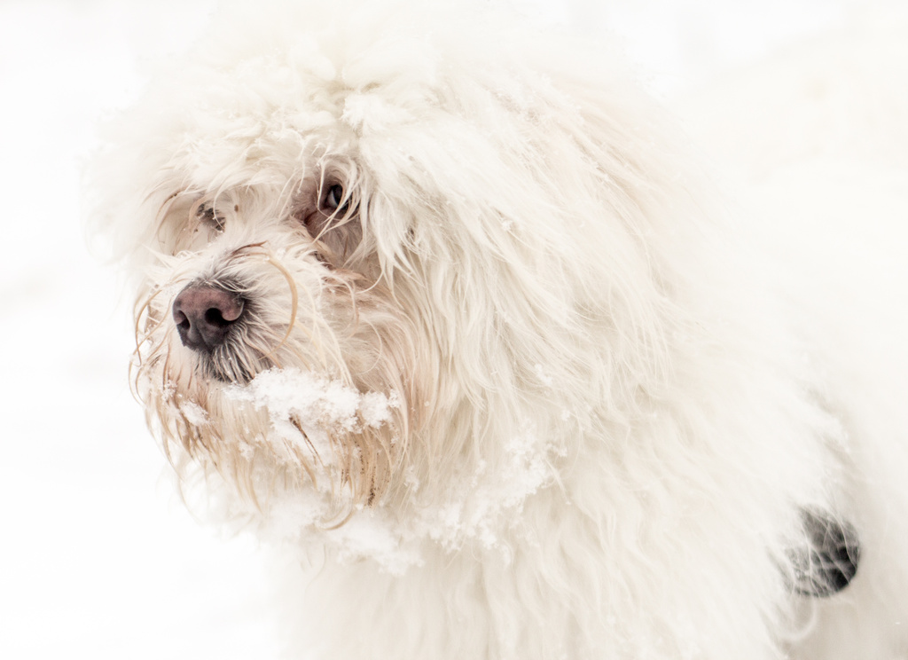 White dog in snow by edpartridge