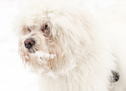 20th Dec 2012 - White dog in snow