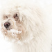 White dog in snow by edpartridge