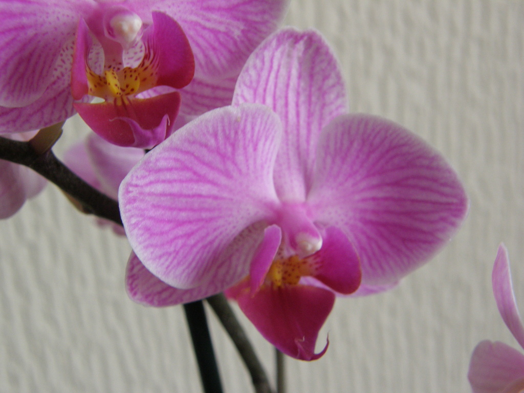 Orchid by beryl