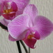Orchid by beryl